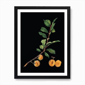 Acuza Vintage Apricot Botanical Illustration On Solid Black N Art Print