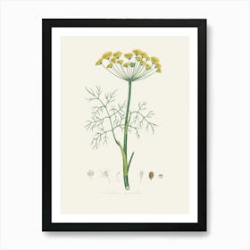 Vintage Botanical John Stephenson and James Morss Churchill Art Print_2731663 Art Print