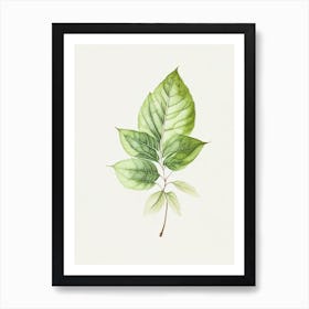 Bergamot Leaf Minimalist Watercolour 2 Art Print