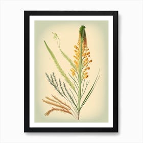 Horsetail Spices And Herbs Retro Drawing 2 Art Print