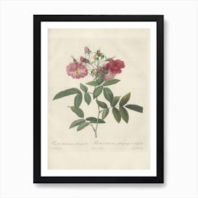 Rose Illustration, Pierre Joseph Redoute (87) Art Print