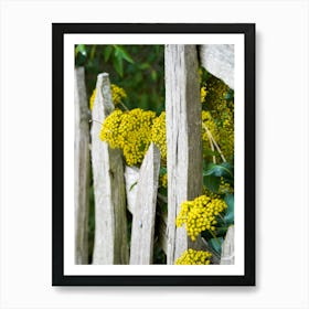 Yellow Flowers On A Fence Art Print