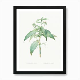 Commelina Zanonia, Pierre Joseph Redoute Art Print