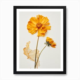 Pressed Flower Botanical Art Marigold 3 Art Print