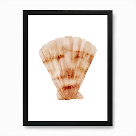 Colored seashells. Seashells. Summer. 15 Art Print