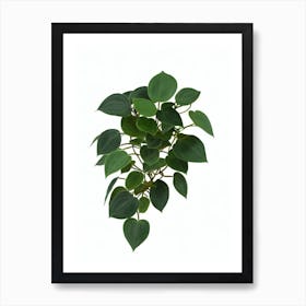 Watermelon Peperomia (Peperomia Argyreia) Watercolor Art Print