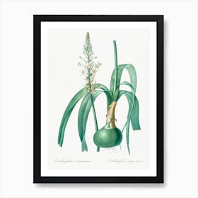 Pregnant Onion Illustration From Les Liliacées, Pierre Joseph Redouté Art Print