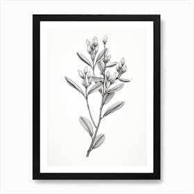 Licorice Root Vintage Botanical Herbs 3 Art Print