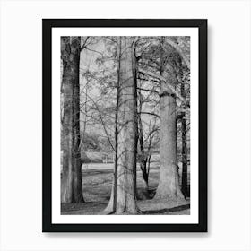 trees Art Print