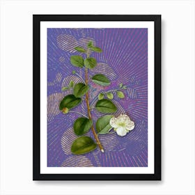 Vintage Caper Plant Botanical Illustration on Veri Peri Art Print