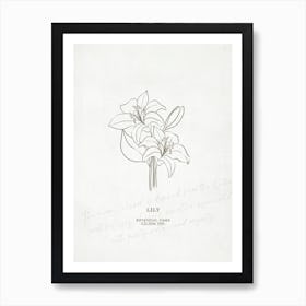 Lily Birth Flower | Antique Art Print