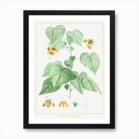 Sida Retrorfa, Pierre Joseph Redoute Art Print