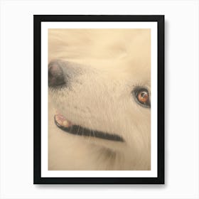 Samoyed Dog Art Print