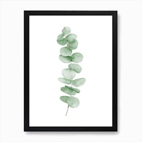 Eucalyptus Leaves Art Print