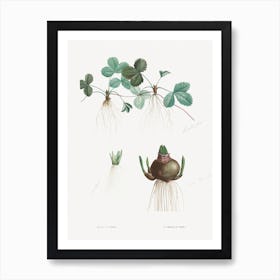 Botanical Roots, Pierre Joseph Redoute Art Print