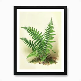 Vintage Illustration Sensitive Fern 3 Art Print