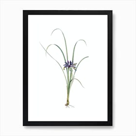 Vintage Grass Leaved Iris Botanical Illustration on Pure White n.0024 Art Print