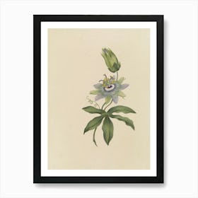 Passion Flower 1 Art Print