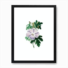 Vintage Wray's Hibiscus Flower Botanical Illustration on Pure White n.0895 Art Print