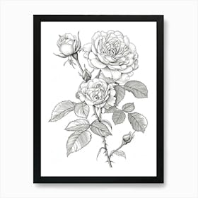 Roses Sketch 38 Art Print