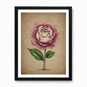 Peony Flower Art Print