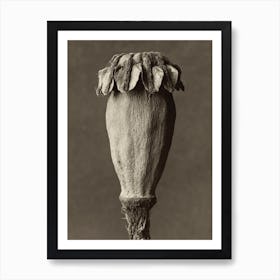 Papaver Orientalis, Karl Blossfeldt Art Print