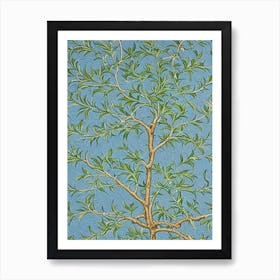 Live Oak 2 tree Vintage Botanical Art Print