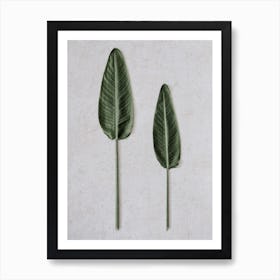 Tropical Strelitzia Leaveas Art Print