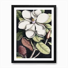 Vintage Catesby 1 Magnolia Altissima Art Print