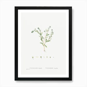 Cotyledon Hispida, Pierre Joseph Redoute Art Print