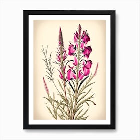 Fireweed Wildflower Vintage Botanical 2 Art Print