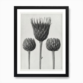 Botanical Bare–Stemmed Common Saw–Wort Art Print