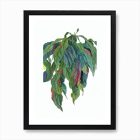 Cigar Plant (Cuphea Ignea) Watercolor Art Print