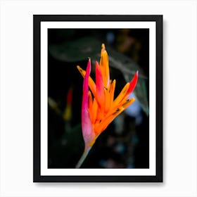 Tropical Flower Art Print