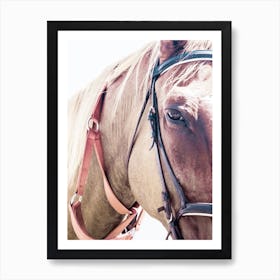 Horse III Art Print