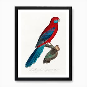 Crimson Rosella From Natural History Of Parrots, Francois Levaillant Art Print