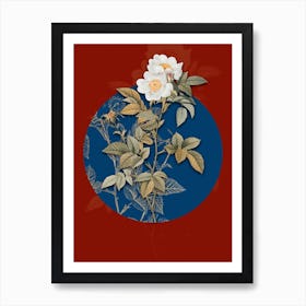 Vintage Botanical White Anjou Roses on Circle Blue on Red n.0025 Art Print