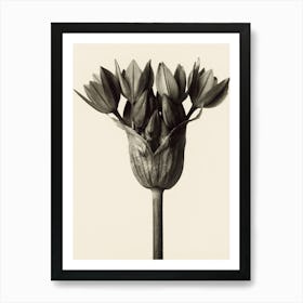 Allium Ostrowskianum, Knoblauchpflanz, Karl Blossfeldt Art Print