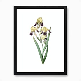 Vintage Elder Scented Iris Botanical Illustration on Pure White n.0660 Art Print