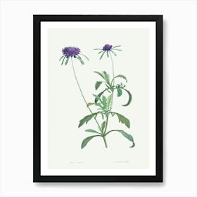 Allium Atropurpureum, Pierre Joseph Redoute Art Print