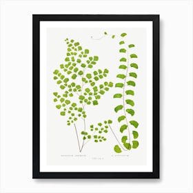 Adiantum   Edward Joseph Lowe Art Print