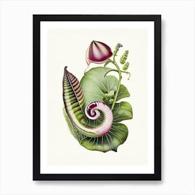 Banded Snail  1 Botanical Art Print