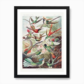 Trochilidae–Kolibris Vintage Tropical Birds, Ernst Haeckel Art Print