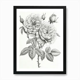 Roses Sketch 17 Art Print