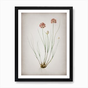 Vintage Allium Globosum Botanical on Parchment n.0388 Art Print