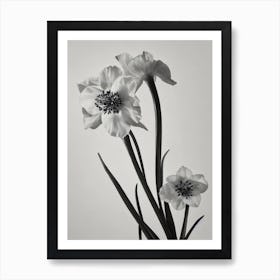 Delphinium B&W Pencil 1 Flower Art Print