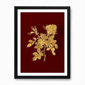 Vintage Dwarf Damask Rose Botanical in Gold on Red n.0310 Art Print
