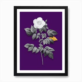 Vintage Leschenaults Rose Black and White Gold Leaf Floral Art on Deep Violet Art Print