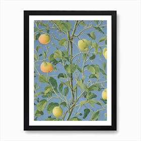 Quince 3 tree Vintage Botanical Art Print