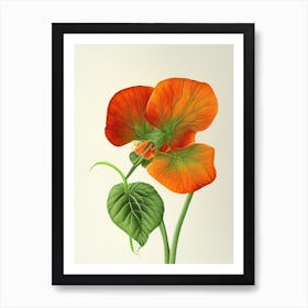 Nasturtium Herb Pencil Colour 2 Art Print